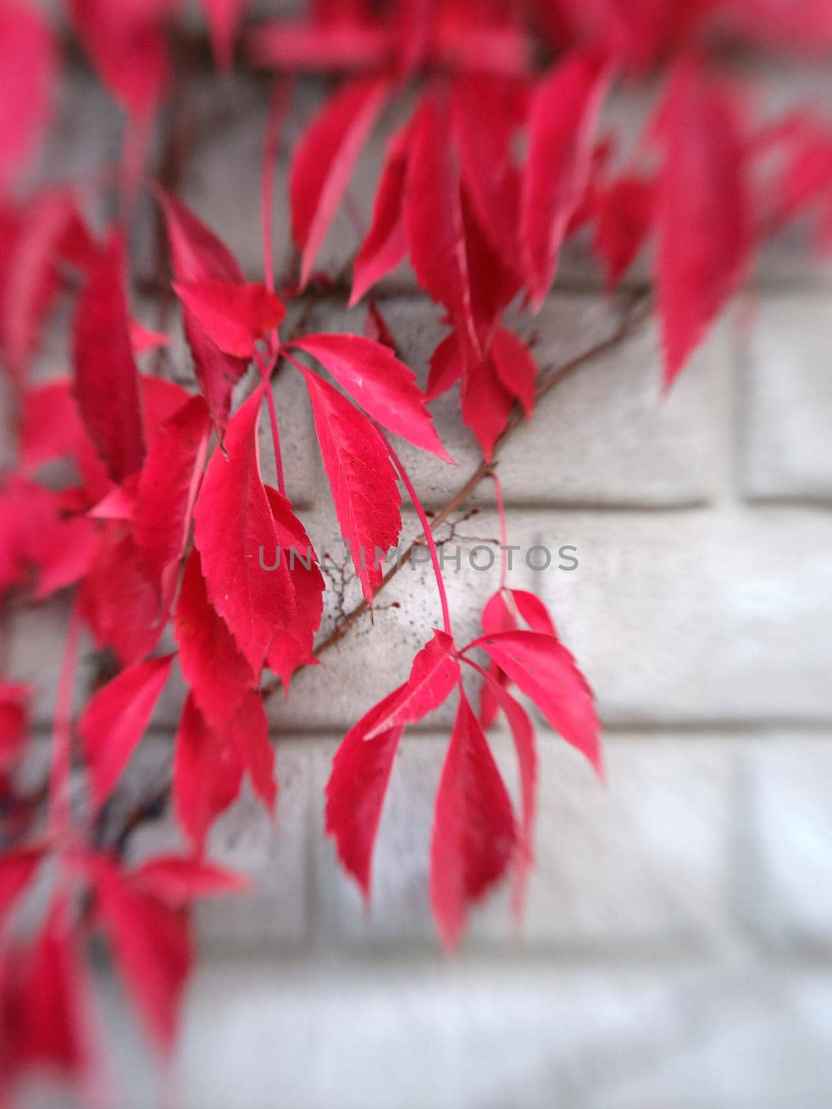 Vertical photo of red leaves hanging from a climbing plant on a grey brick wall in the autumn