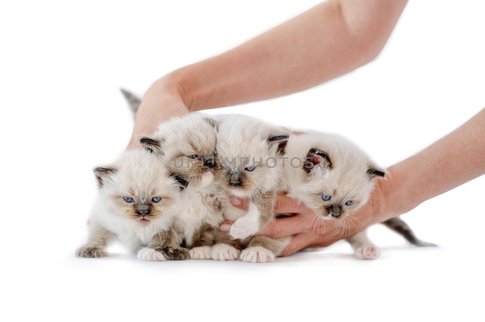 Ragdoll kittens isolated on white background by tan4ikk1