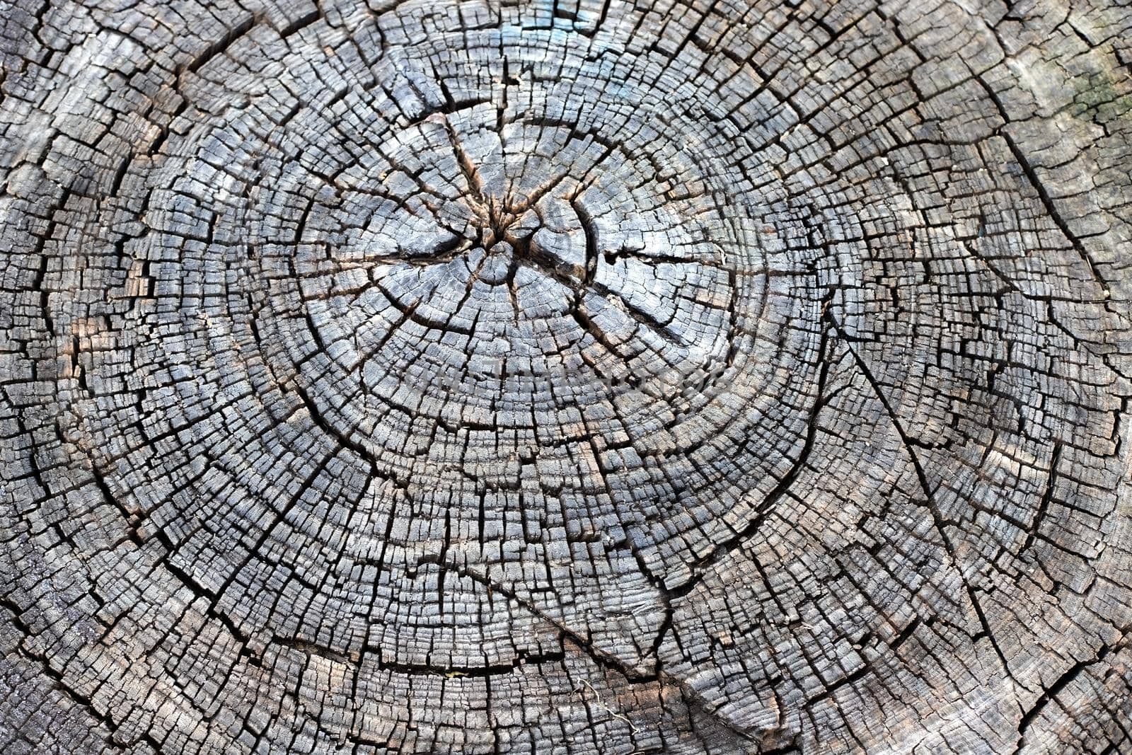 Wood texture background. Closeup of an old cut tree trunk with cracks and annual rings. 