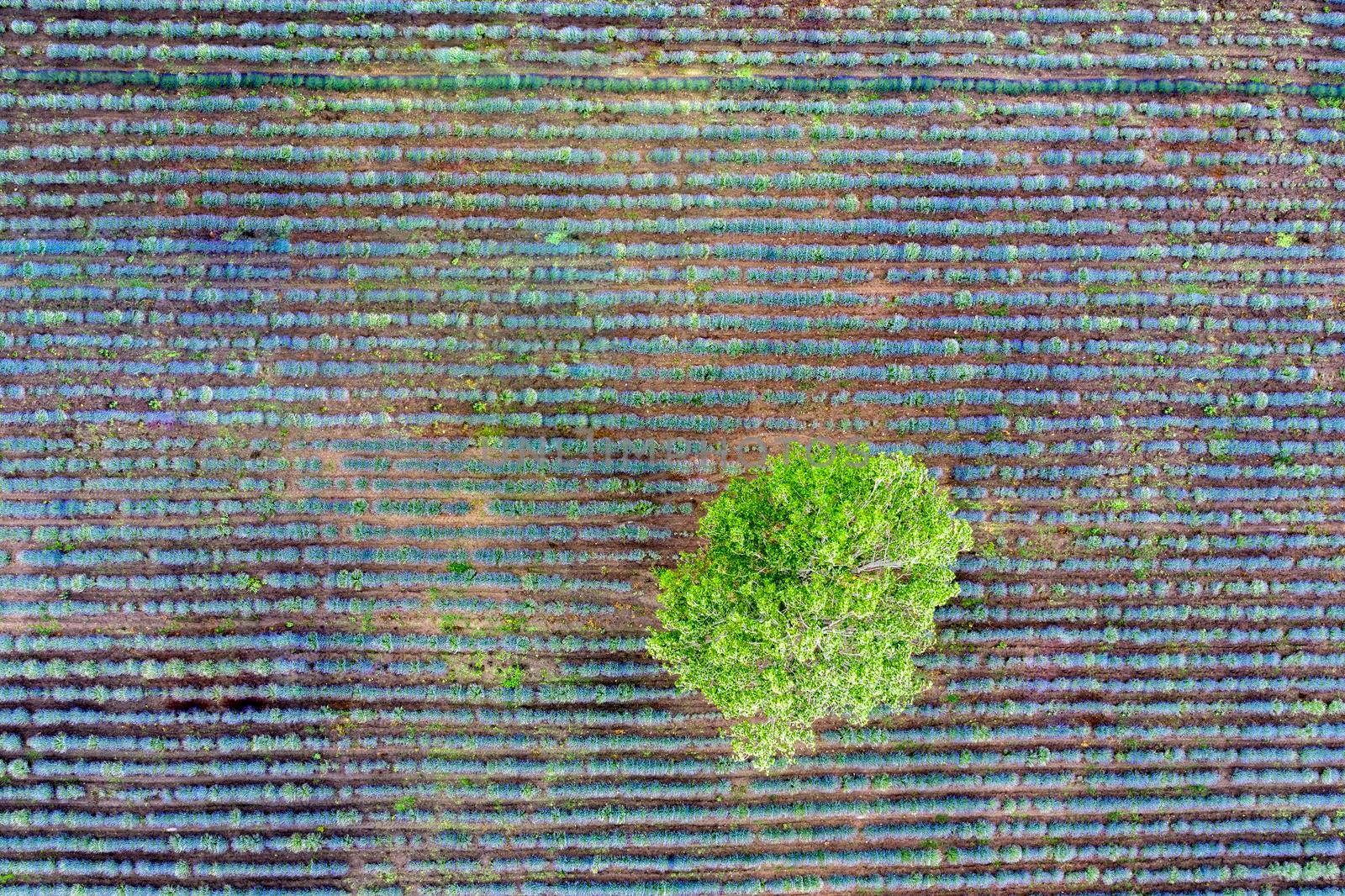 Aerial top view from a drone to a tree at a lavender field. Abstract view