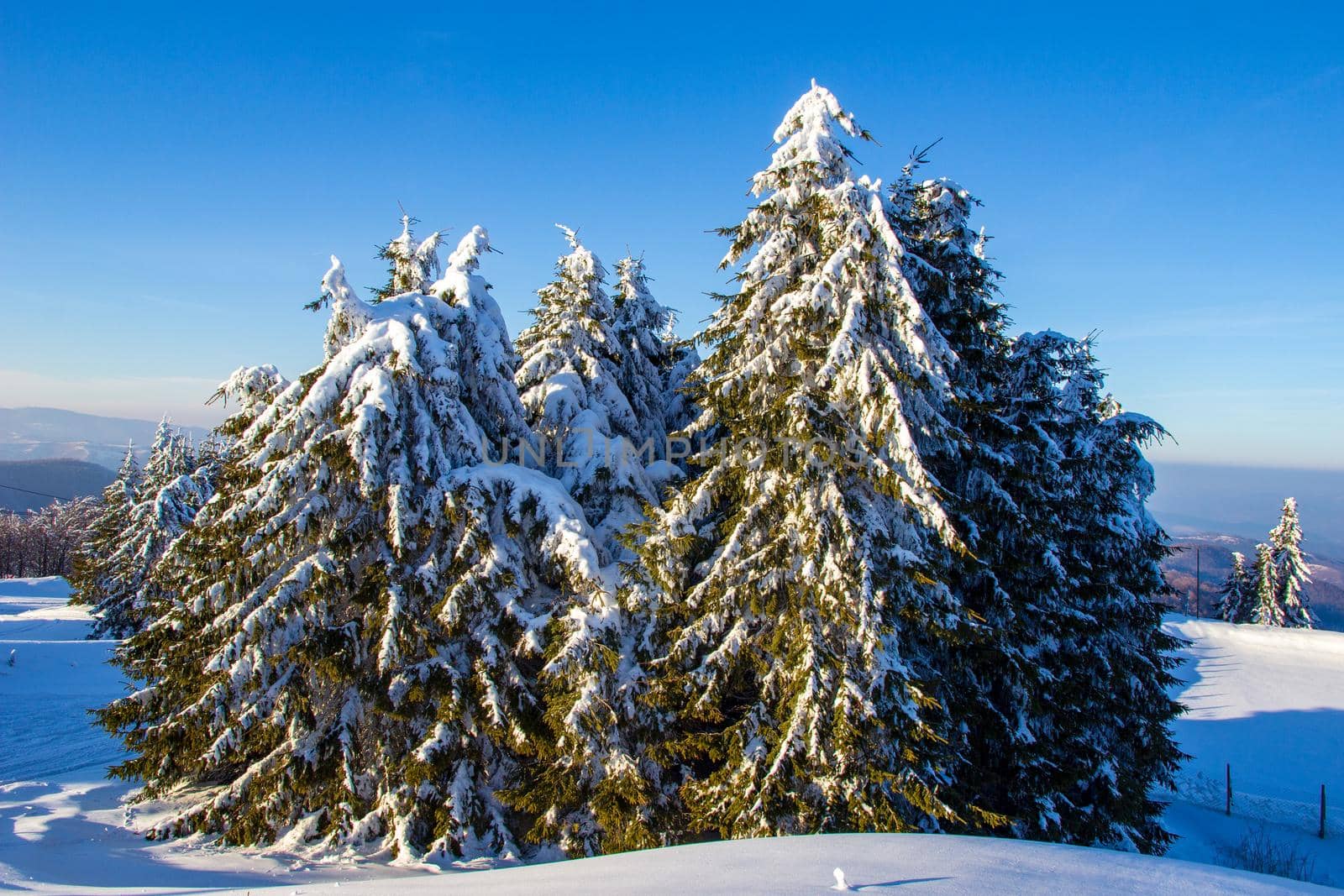Fairy winter trees with snow. Wintertime. Beautiful winter landscape with snow.