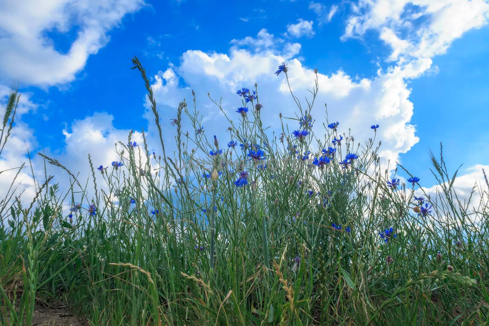 Beautiful field with blue flowers against a blue sky