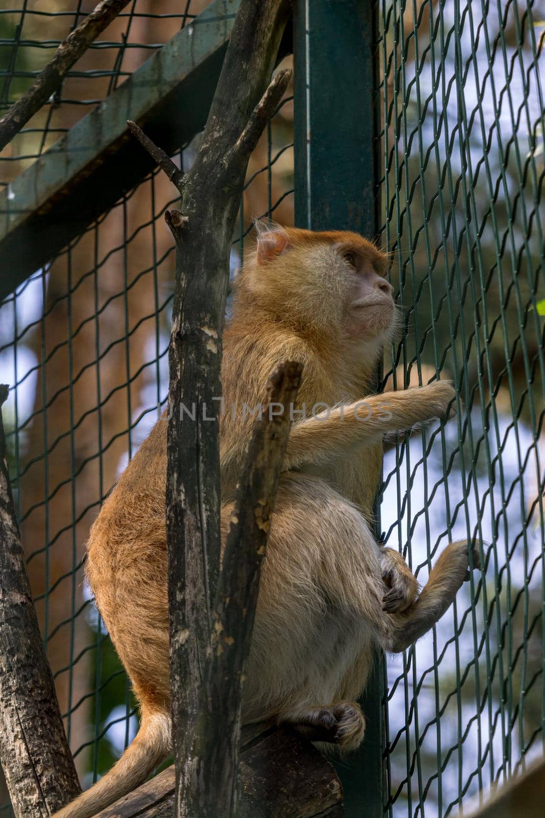 Brown fluffy monkey sitting in cage on tree, Riga zoo animal