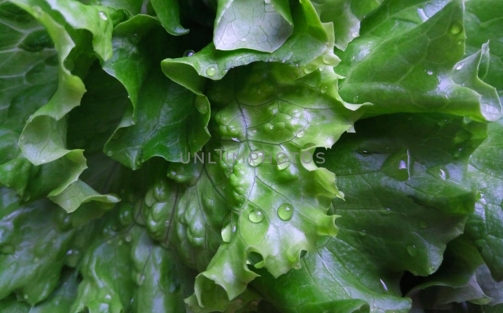 Green lettuce salad leaves and water drops close up image