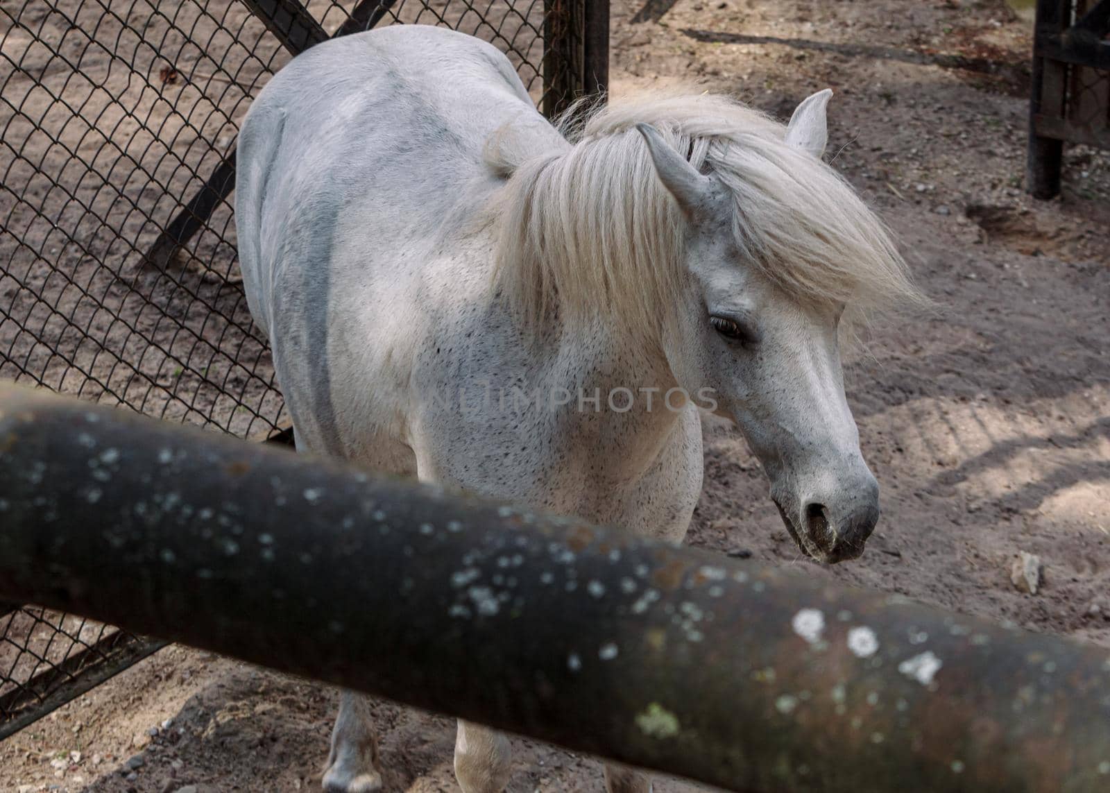White little horse in paddock at Riga zoo park