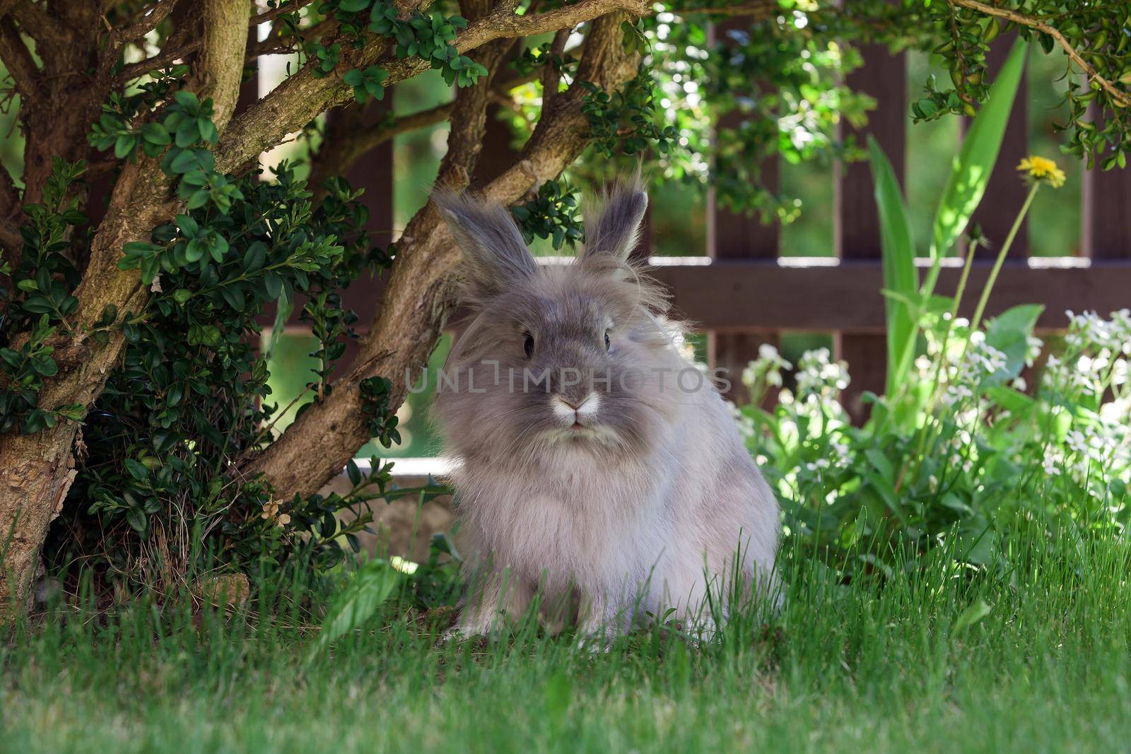 Long hair decorative gray little rabbit squat under the bush