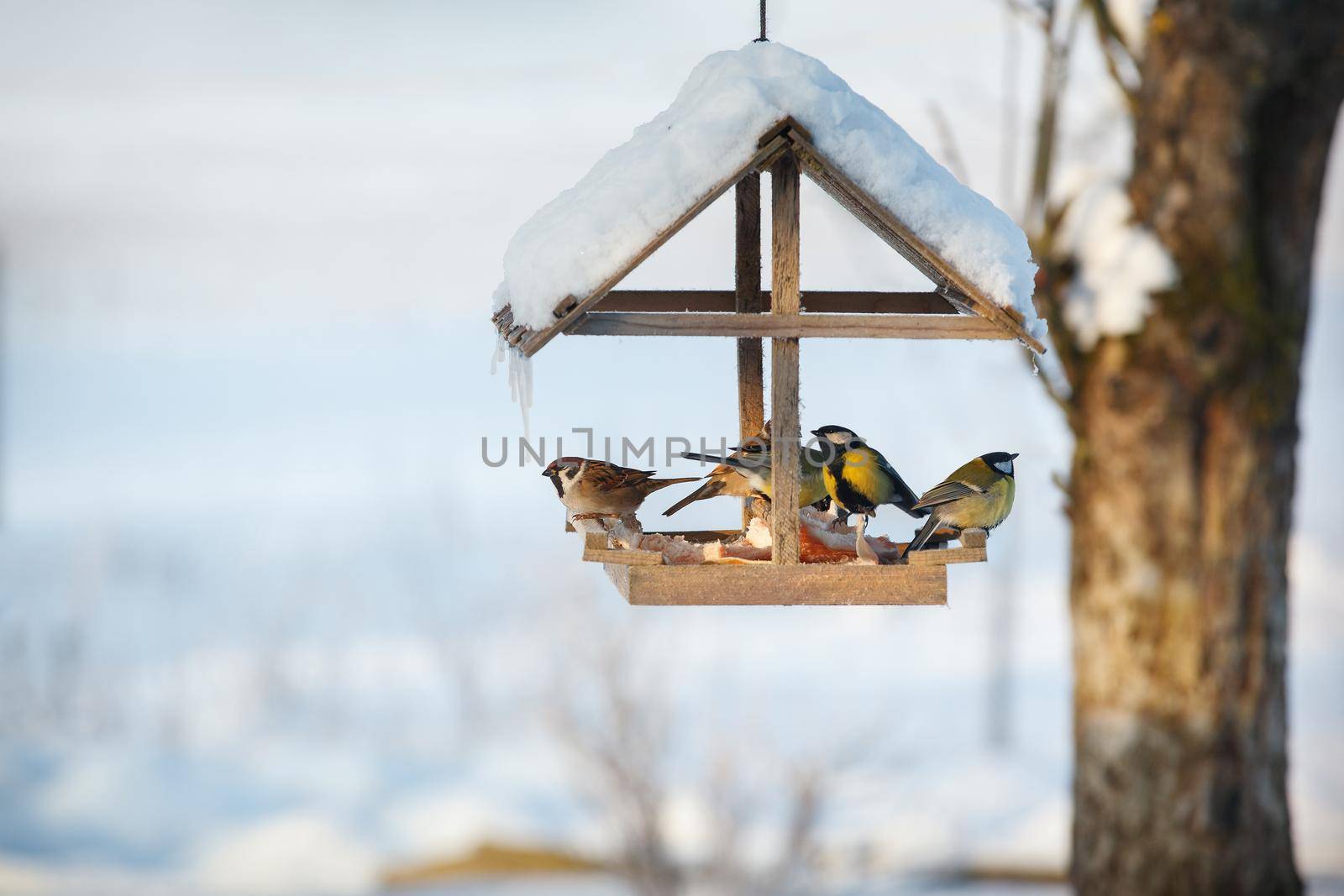 Five birds in the snowy winter bird feeder by Lincikas