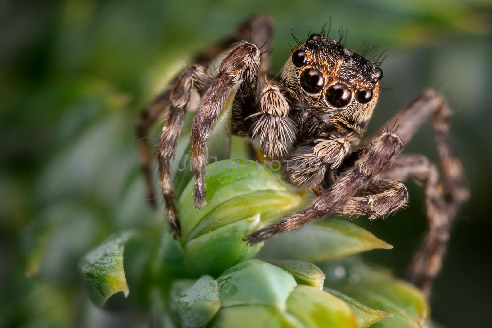 A brown jumping spider on the nice green plant by Lincikas