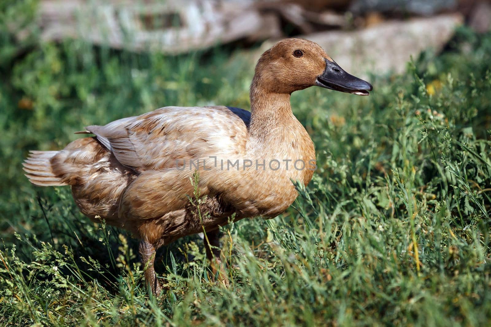 Beautiful brown duck stand on the grass in the yard by Lincikas