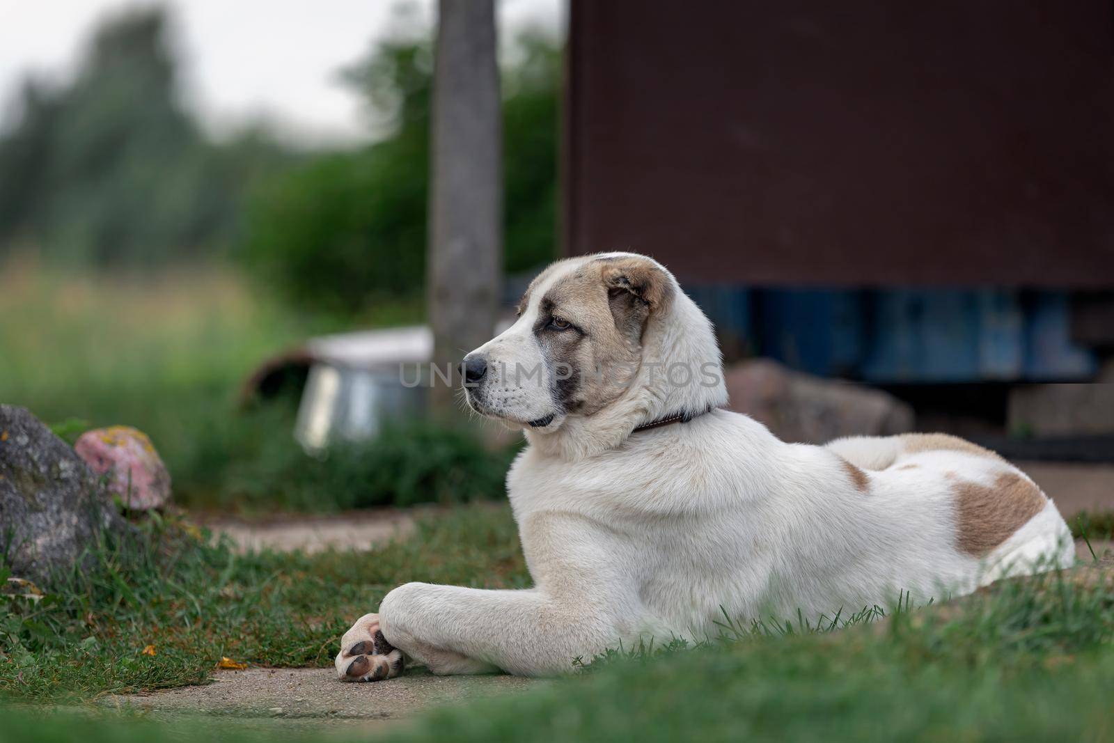 Solid big dog safeguard the your territory by Lincikas