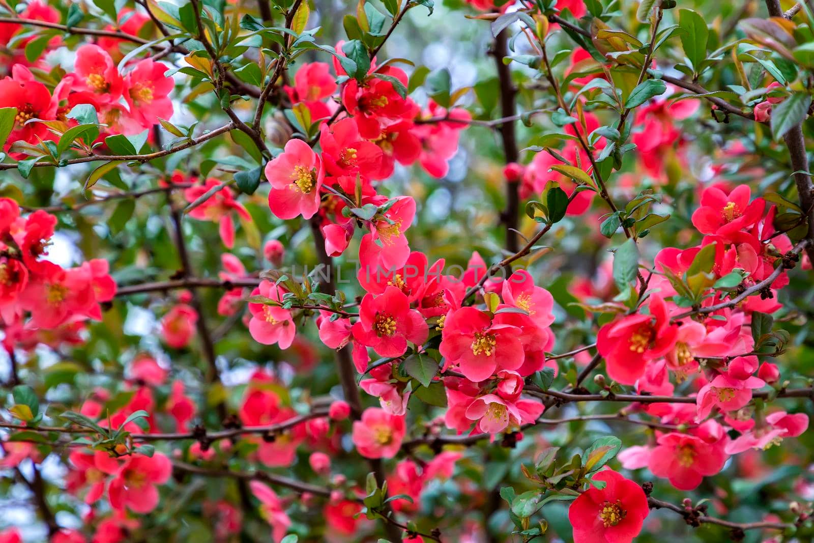 Flowering spring tree. Seasonal floral nature background. Spring composition. 