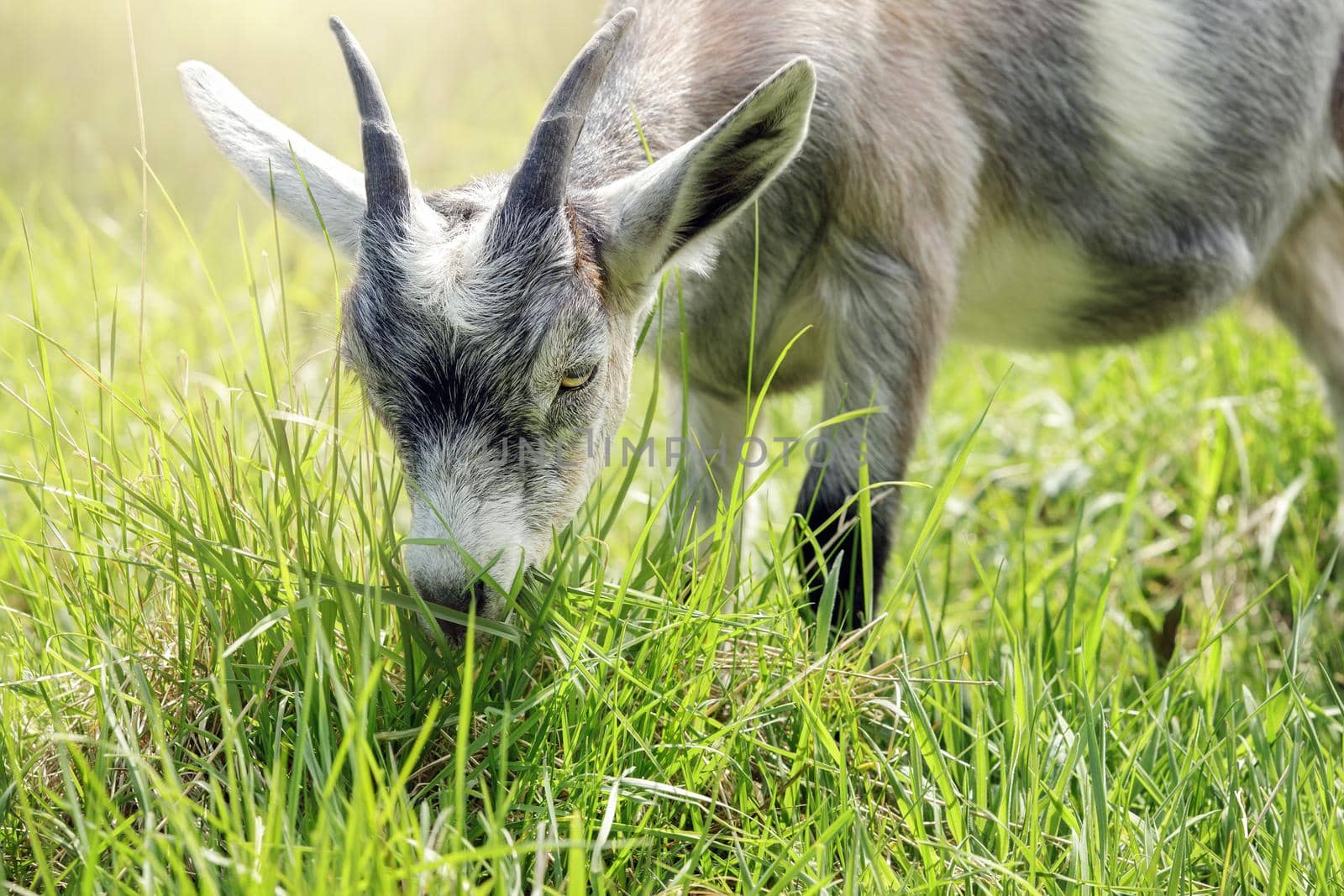 Sunny summer day gray goat with horns eats green grass. Free-range goat grazing on a small rural organic dairy farm.