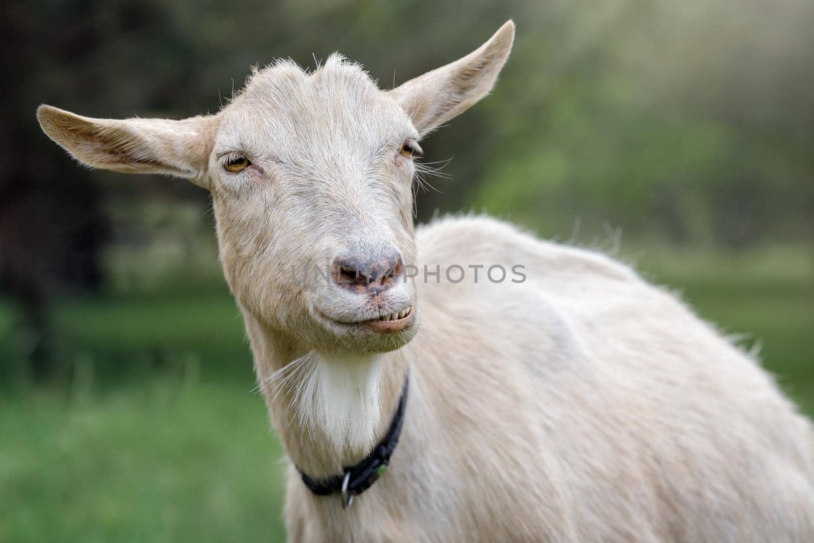 Close-up female goat. White goat in a field. Goat looking at the camera and shows face grimaces and teeth.