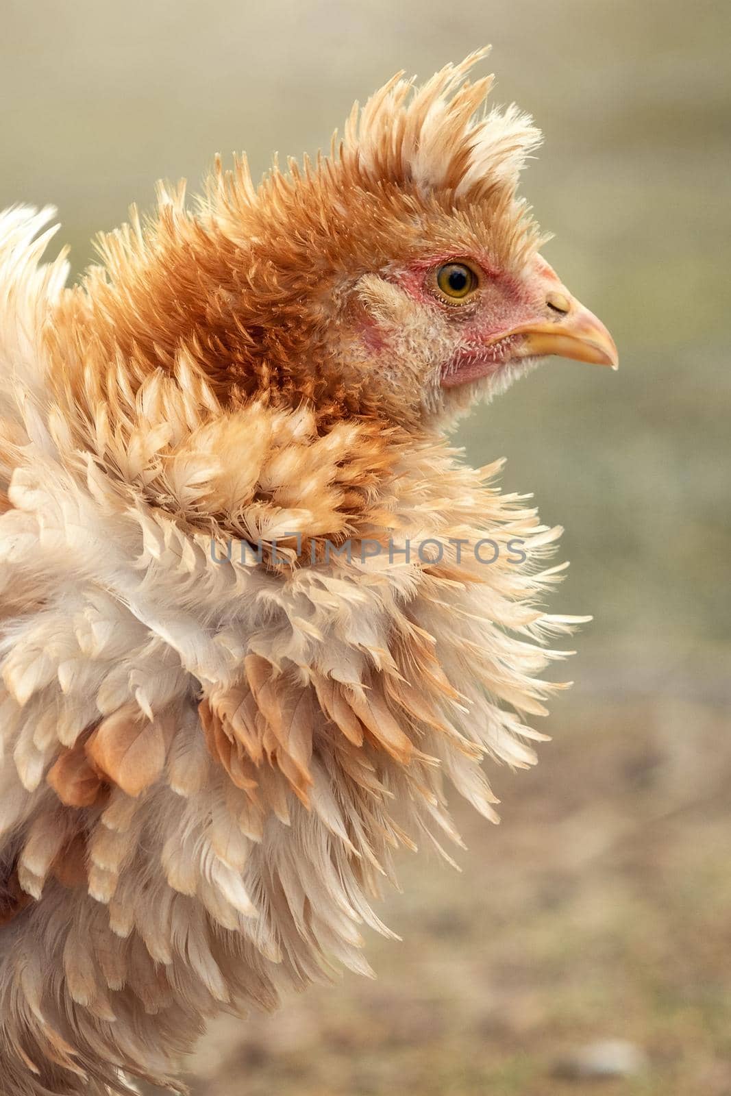 Fluffy light brown and orange colour feather young hen with tuft.  Vertical photo, close-up profile portrait.