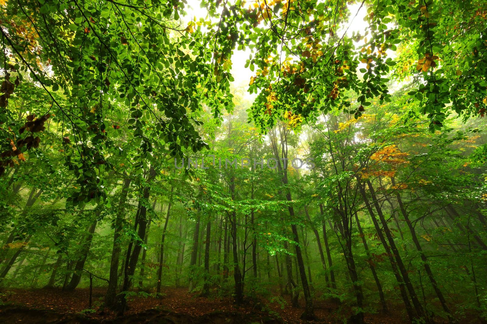 View inside of the forest from the ground. Scenic  landscape