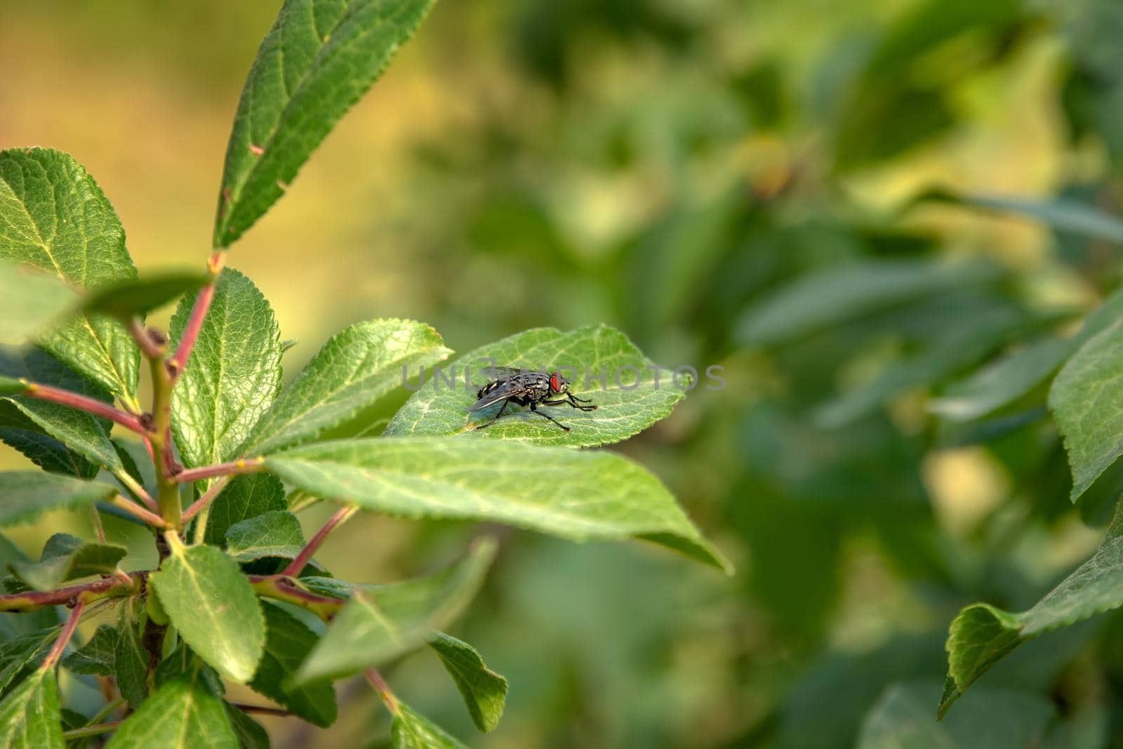 sitting fly on a green leaf. Close up