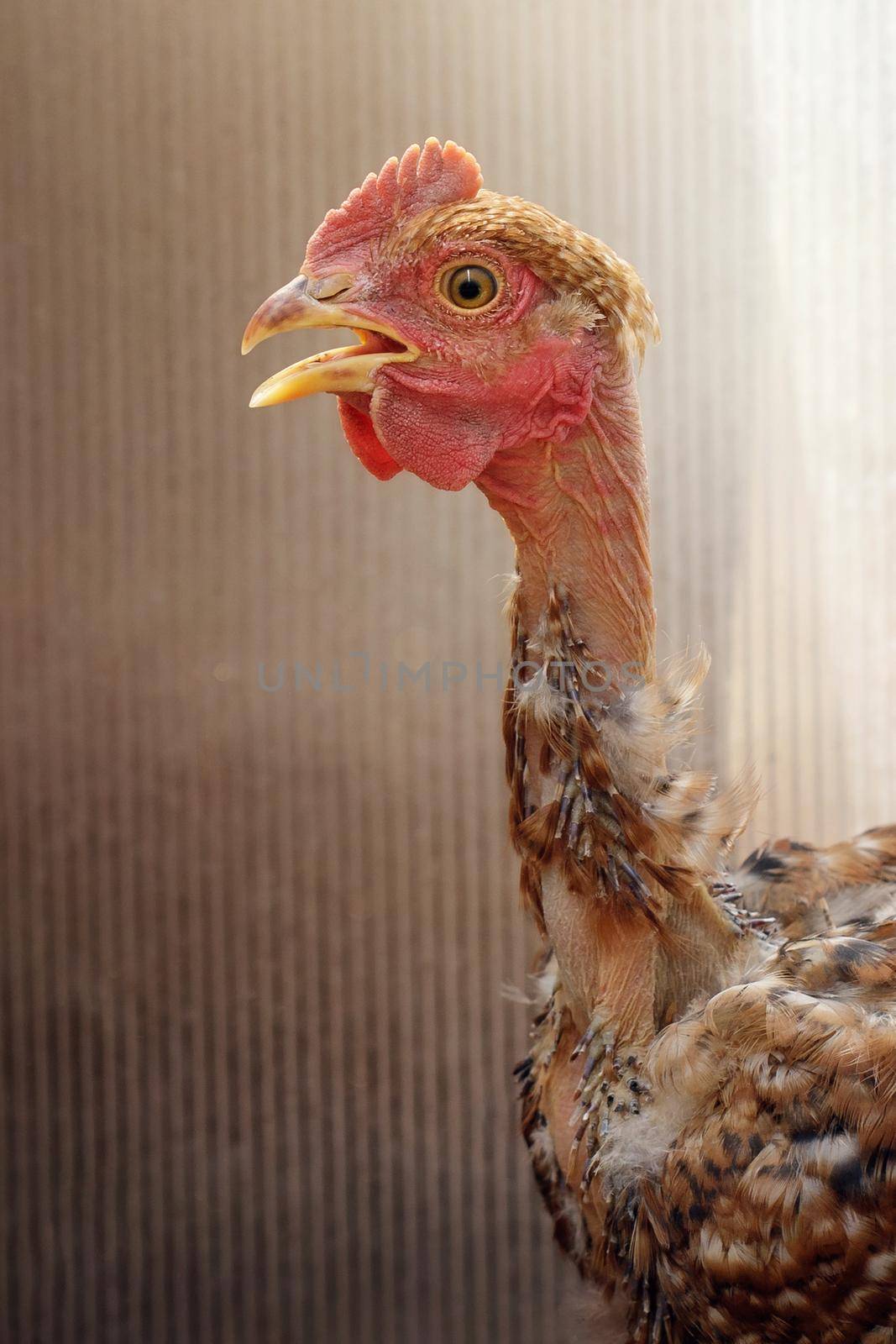 Close-up portrait of a bare-necked chicken. Birds care in traditional farm, organic poultry and eggs