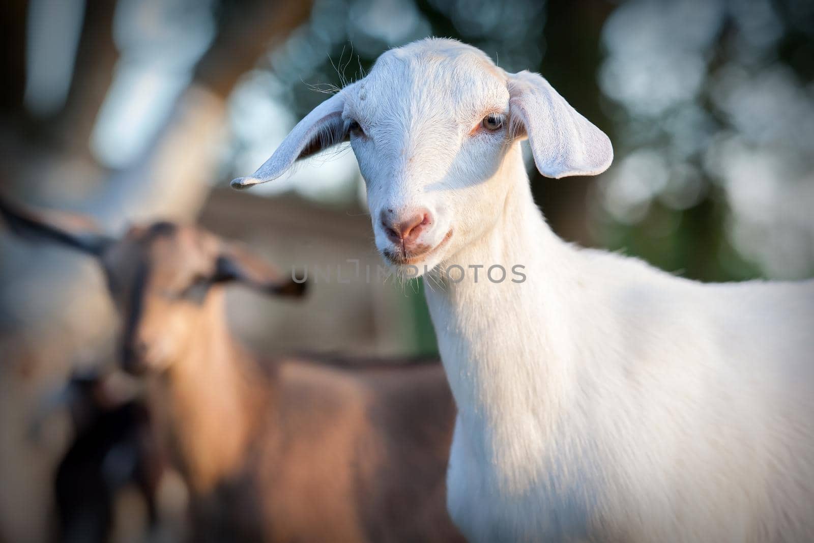 Portrait of young nice white Anglo-Nubian goat by Lincikas