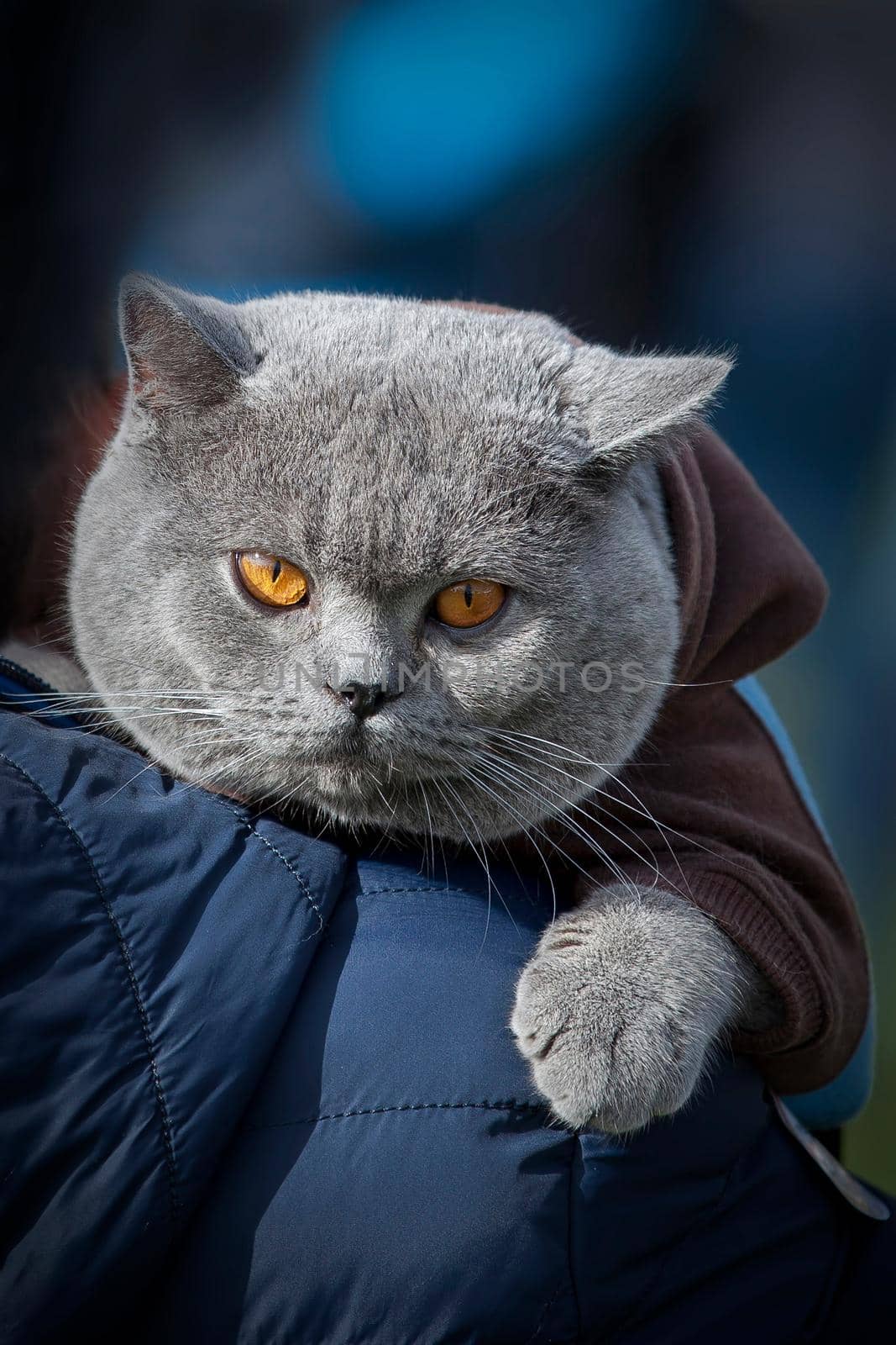 British Shorthair with its brown jumper hood