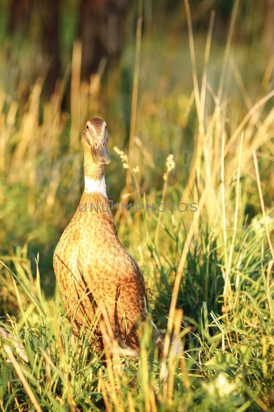 Close up of Indian runner duck in grass of garden by Lincikas