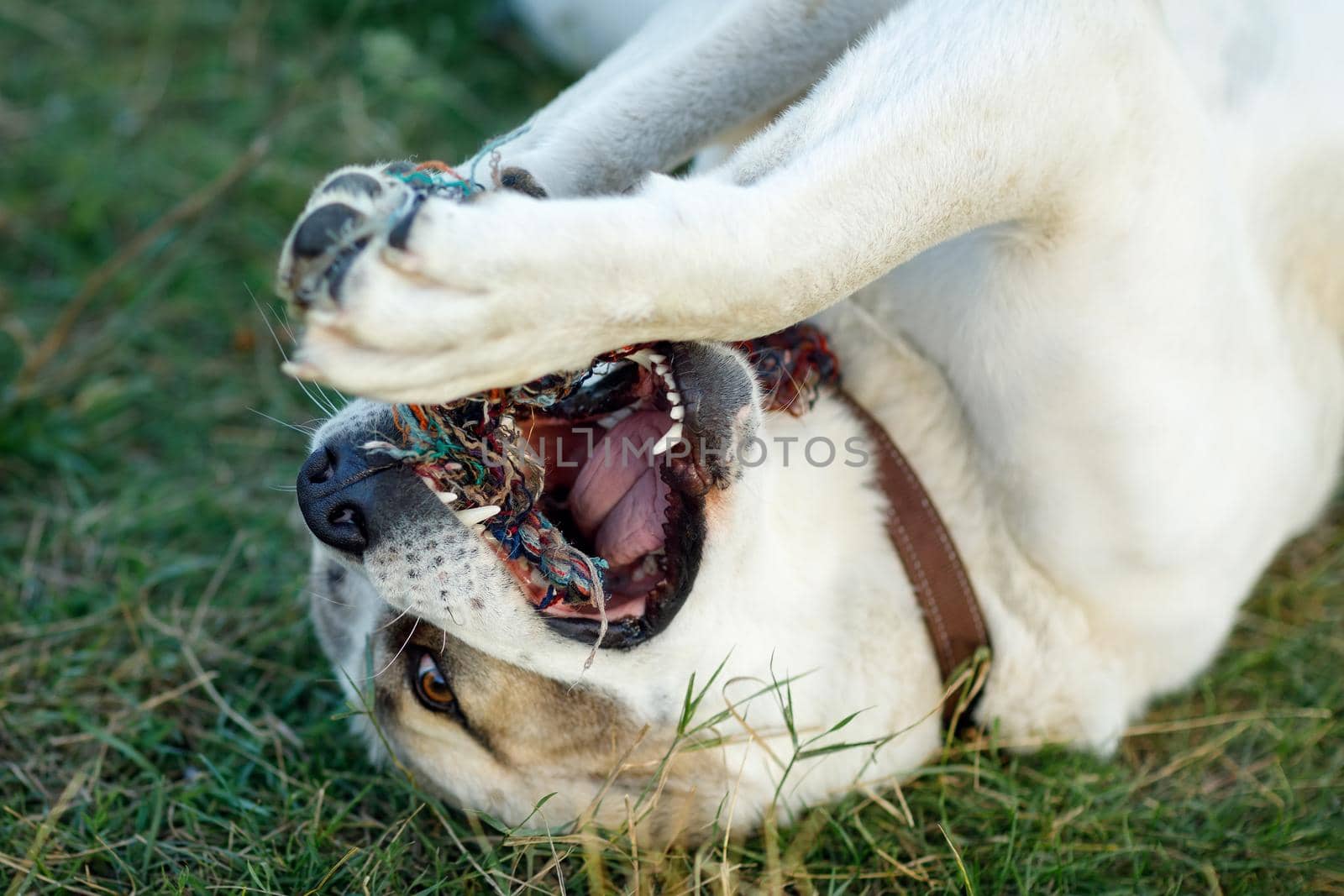 A close-up portrait of a Asian shepherd dog lying on the grass and playing with a rope.