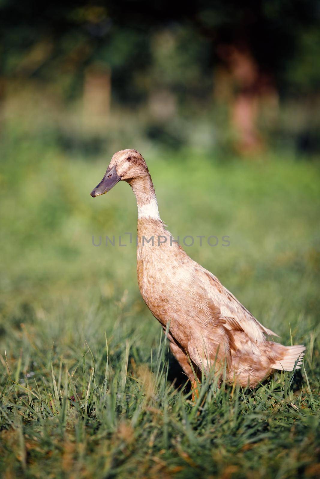 One brown duck walks in a rural garden by Lincikas