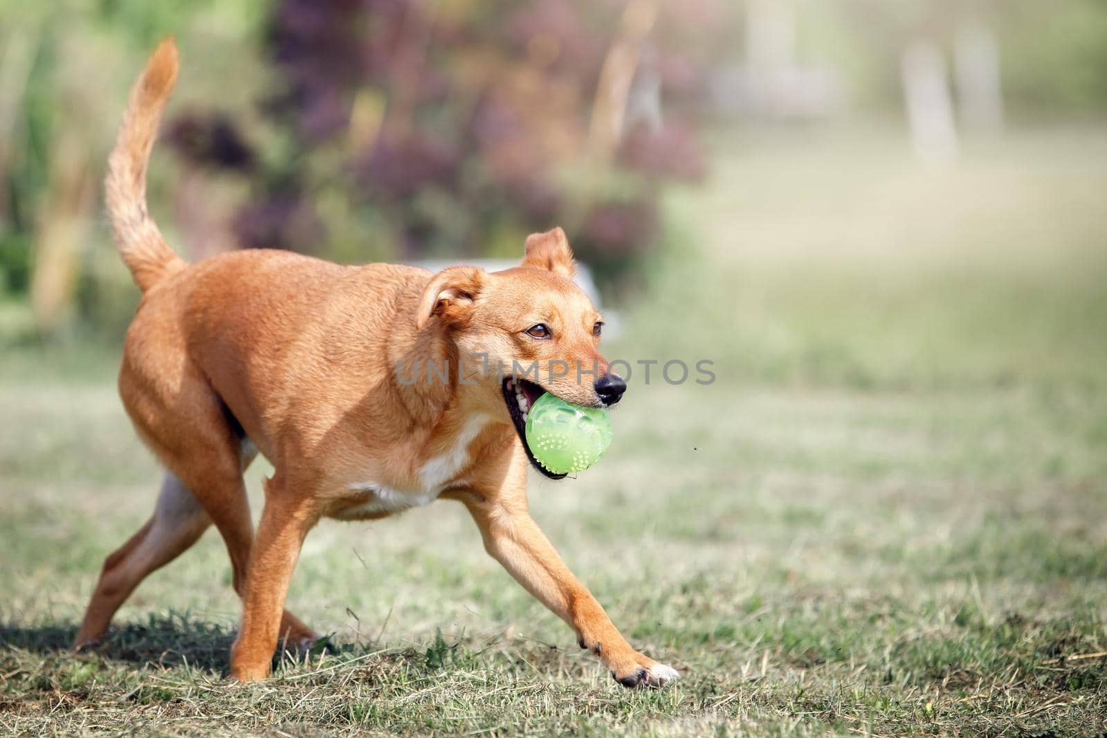 Nice ginger dog with a ball in mouth is running through a garden with a green lawn by Lincikas