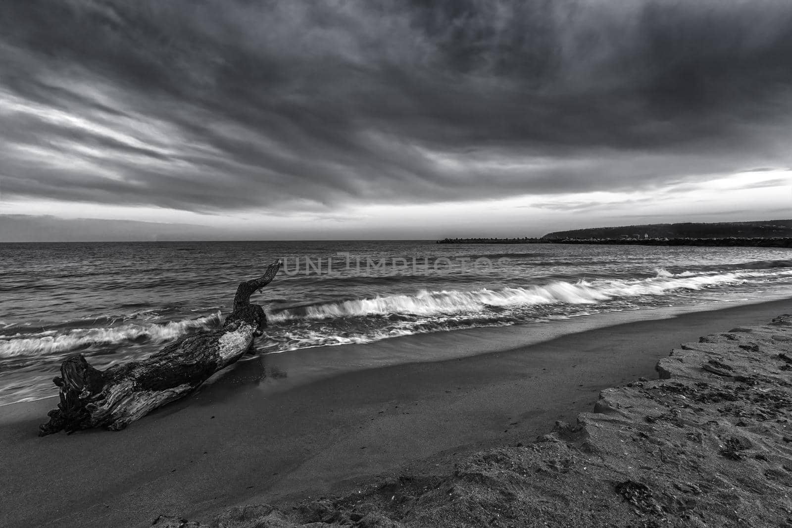 Seascape. Idyllic sunset view with the old tree at the beach in black and white