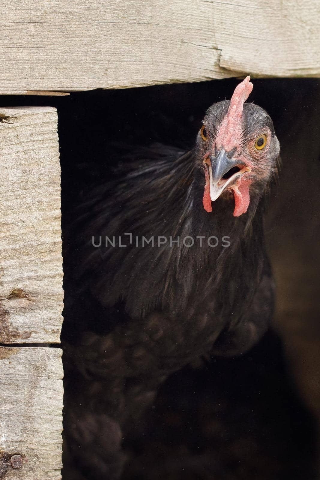 A surprised black hens stick its head out of the henhouse as if to say something. Wooden board frame, can be adapted for note.