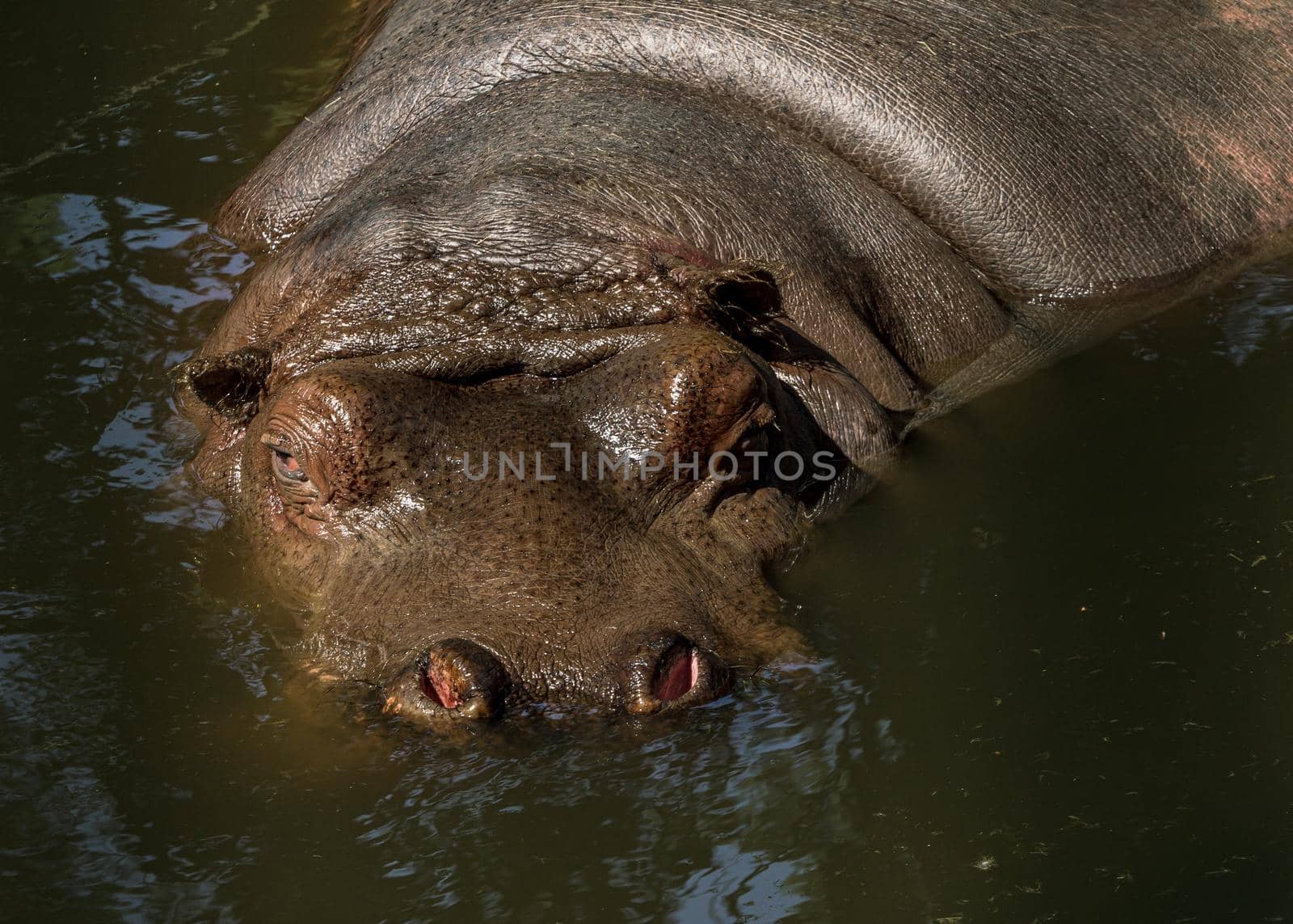 hippopotamus zoo large animal in pool by scudrinja