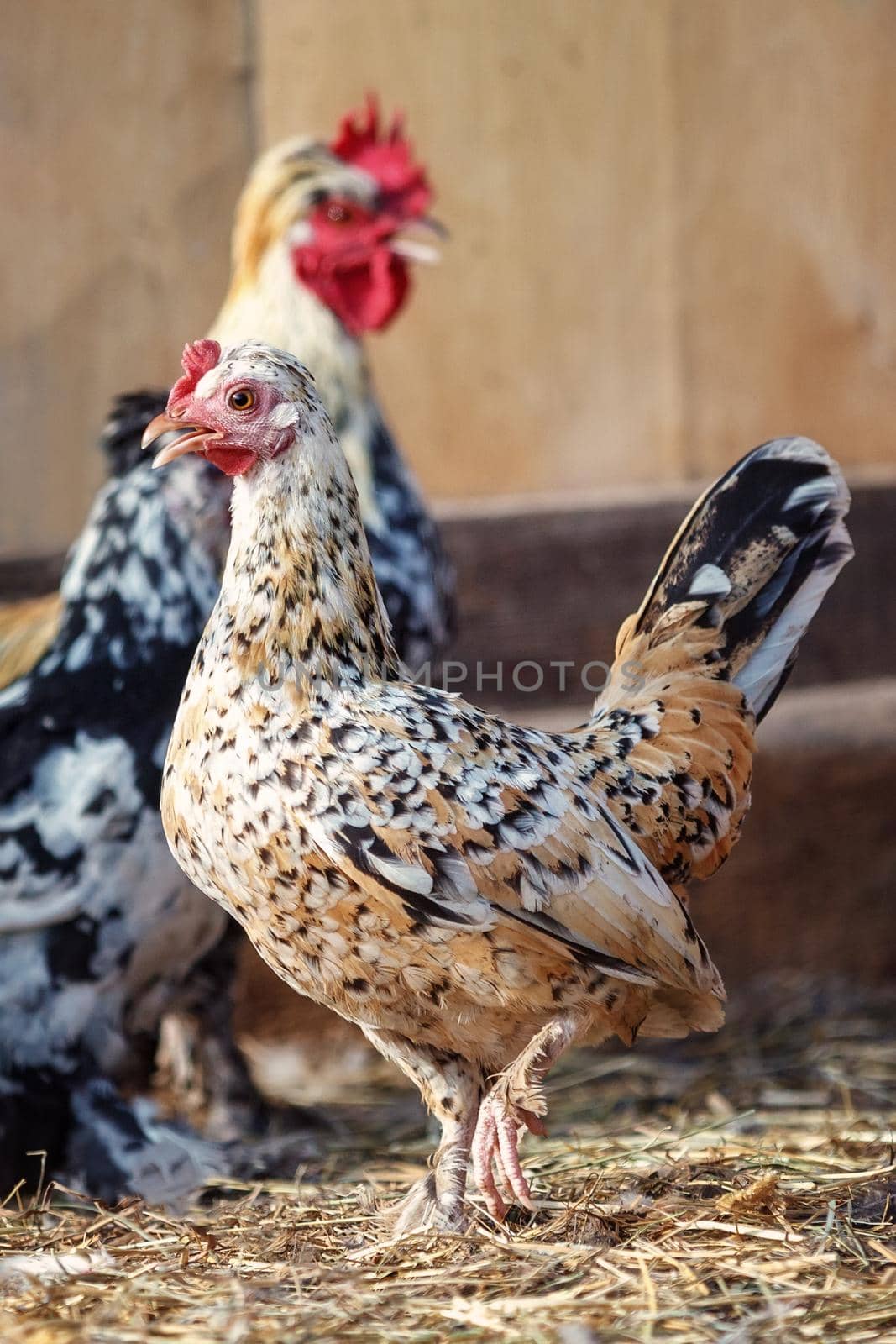 A speckled mini hen in a henhouse, blurred view of rooster in the background