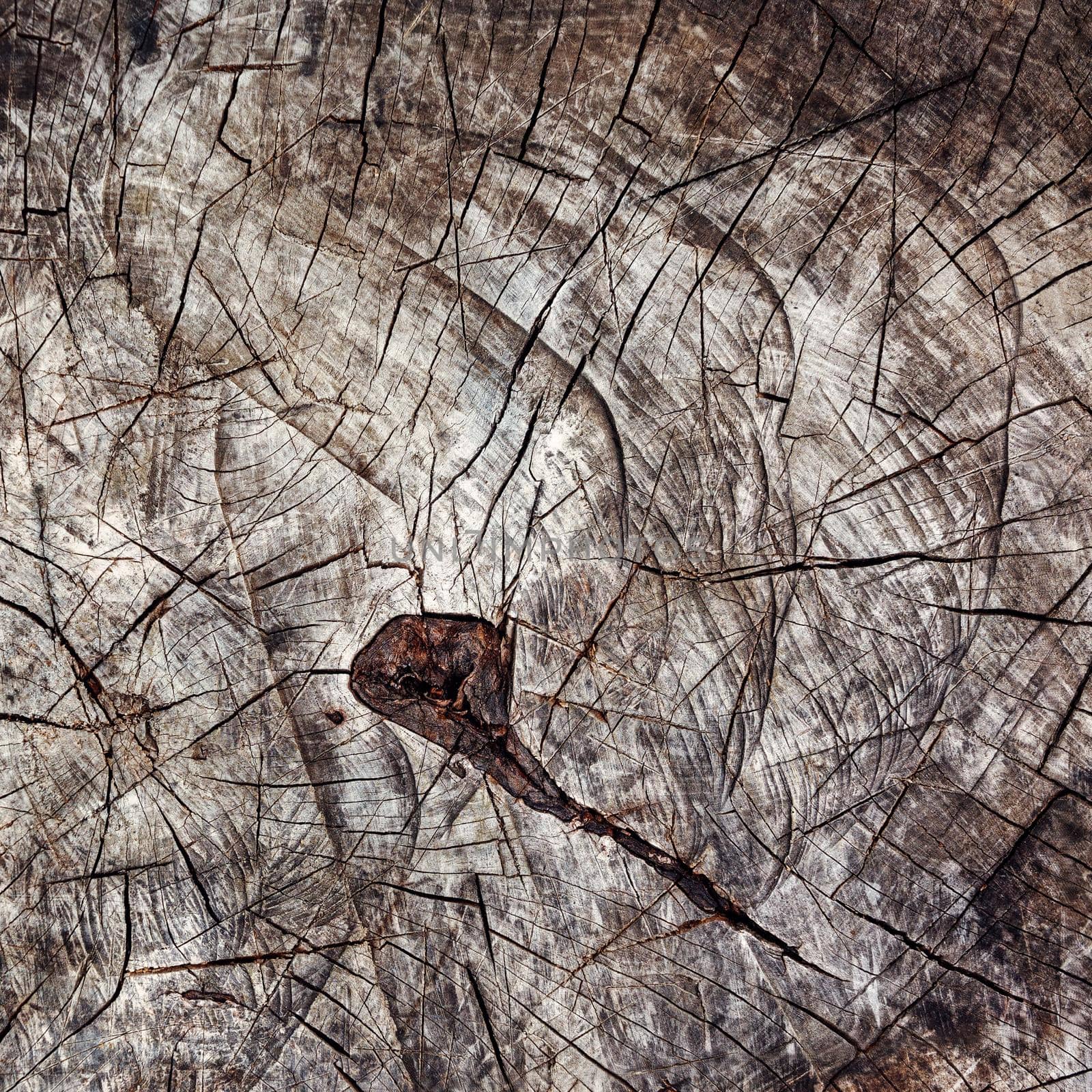 Full Frame Shot Of Tree Stump. Brown stump texture background