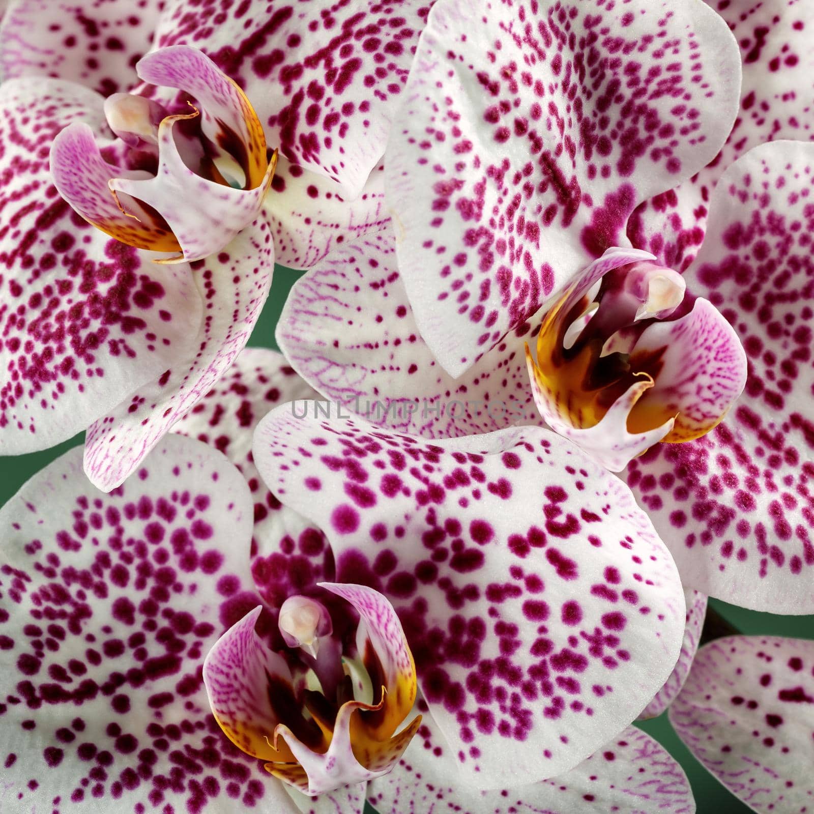 Purple spotted white orchid in close up square photo. by Lincikas