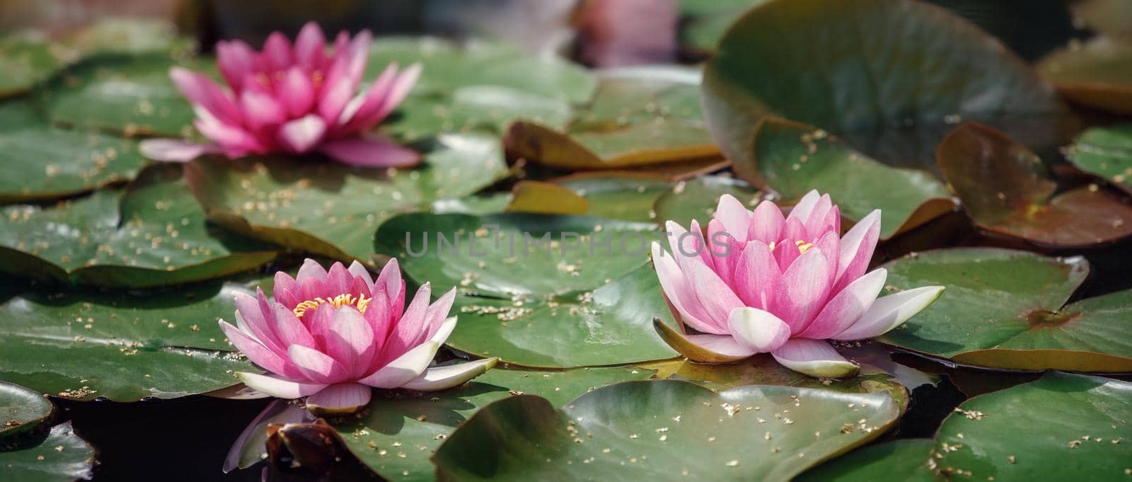The surface of the pond covered with red water lilies. Beautiful large pink flowers of Nymphaea Red. Endless carpet of aquatic plants on the surface of the reservoir. Best background for your project.