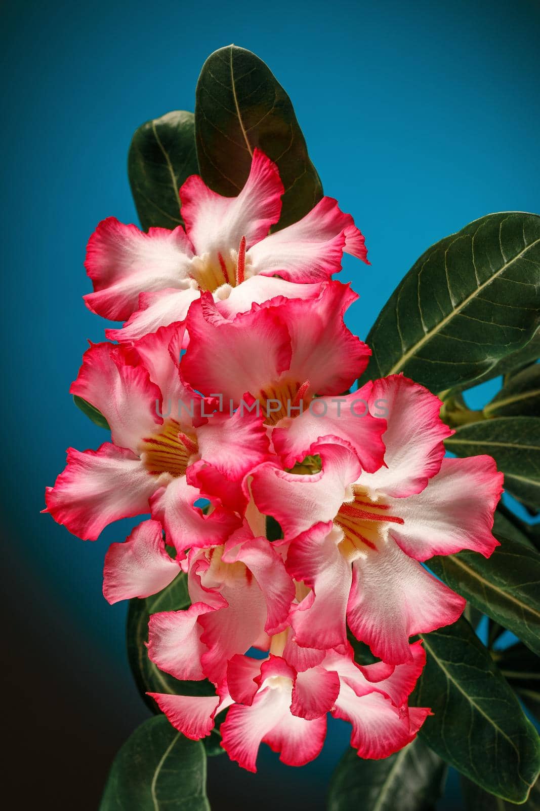 Adenium obesum (Desert Rose; Impala Lily; Mock Azalea) Blue turquoise background. by Lincikas