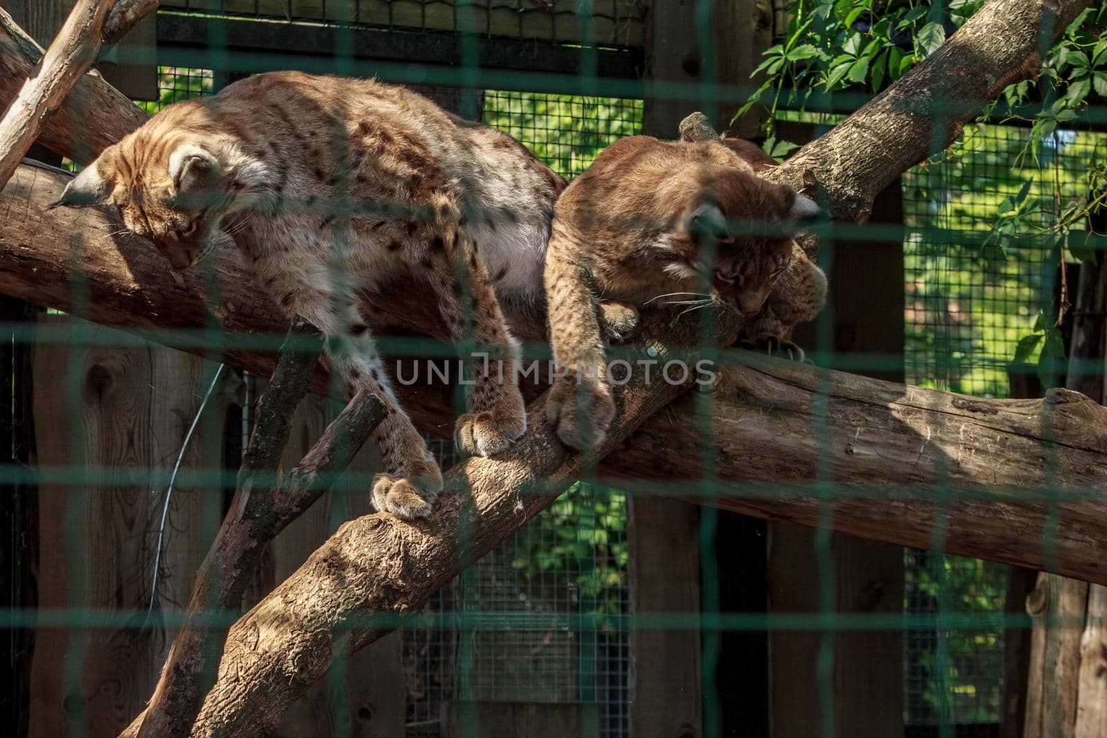 Two feline family lynx animal playing by scudrinja