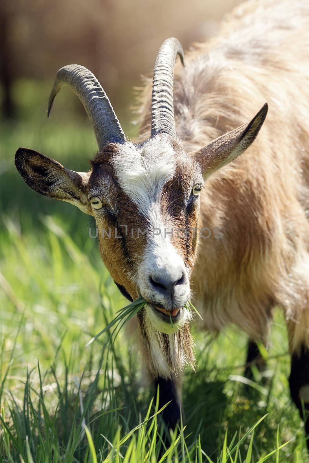 Close-up portrait from the front. Facial details are clearly visible. Brown horny goat chewing grass. Lush green grass in midsummer.