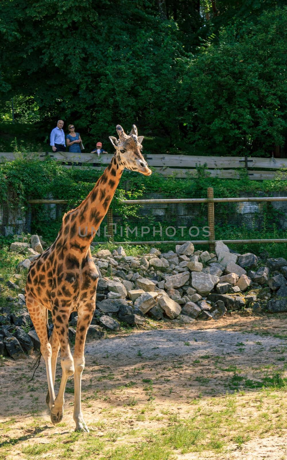 Rothschildi giraffe long neck animal full body by scudrinja