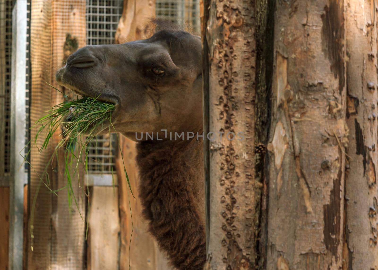 Zoo humpback camel eating grass by scudrinja