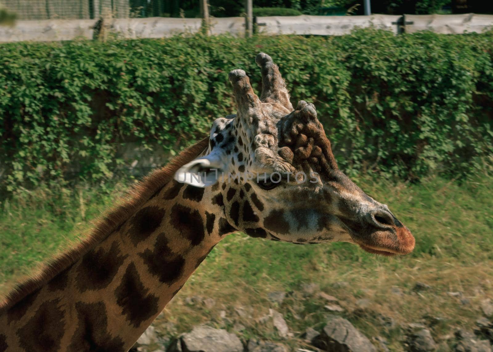 Giraffe rothschildi at Riga zoo, long neck variegated animal head portrait picture
