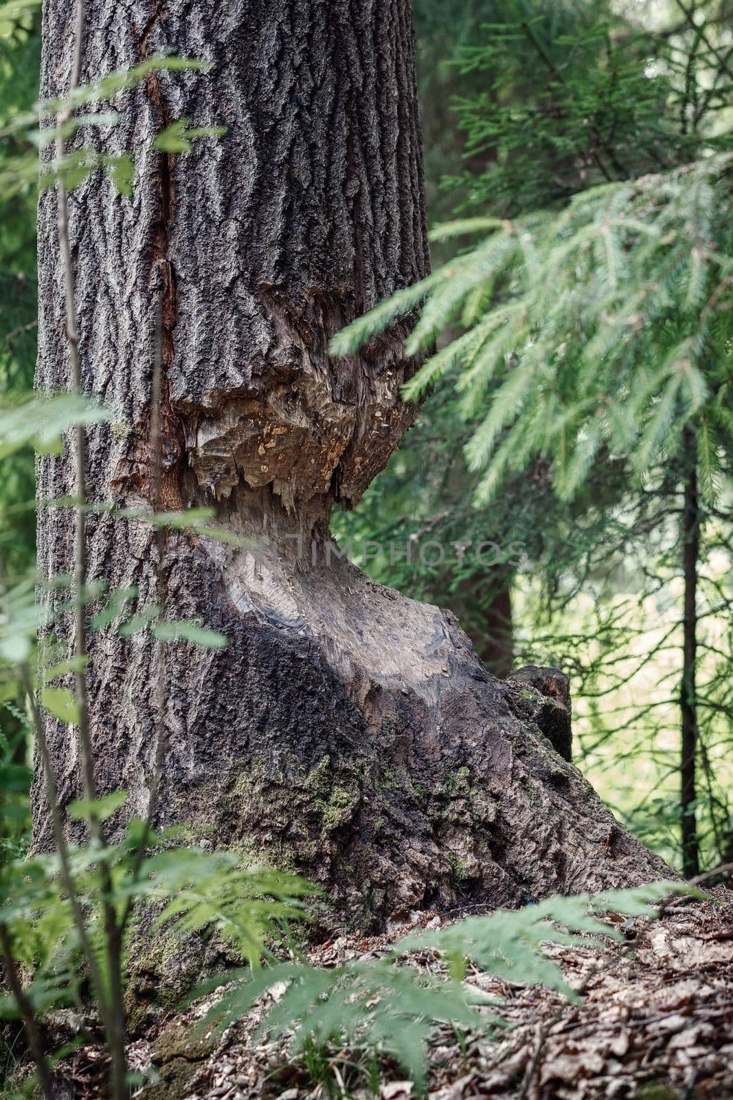 A tree bitten by beavers. Vertical photo. by Lincikas