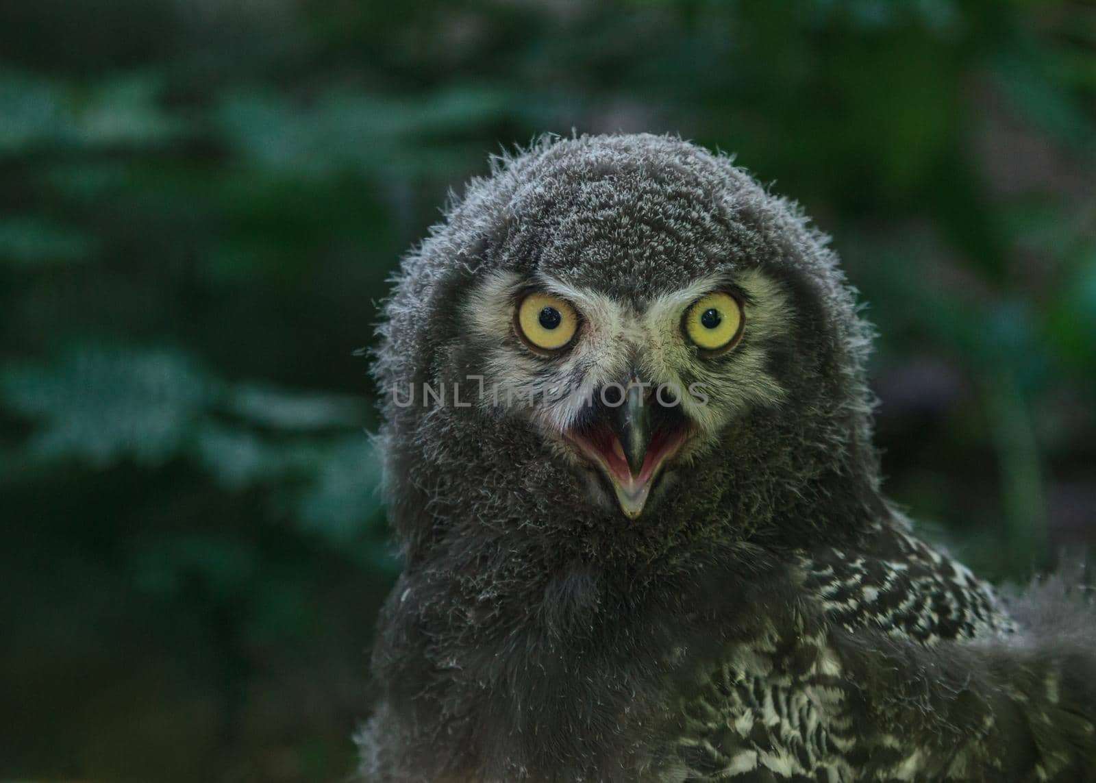 White owl fluffy children bird with yellow eyes and open mouth, funny bird portrait