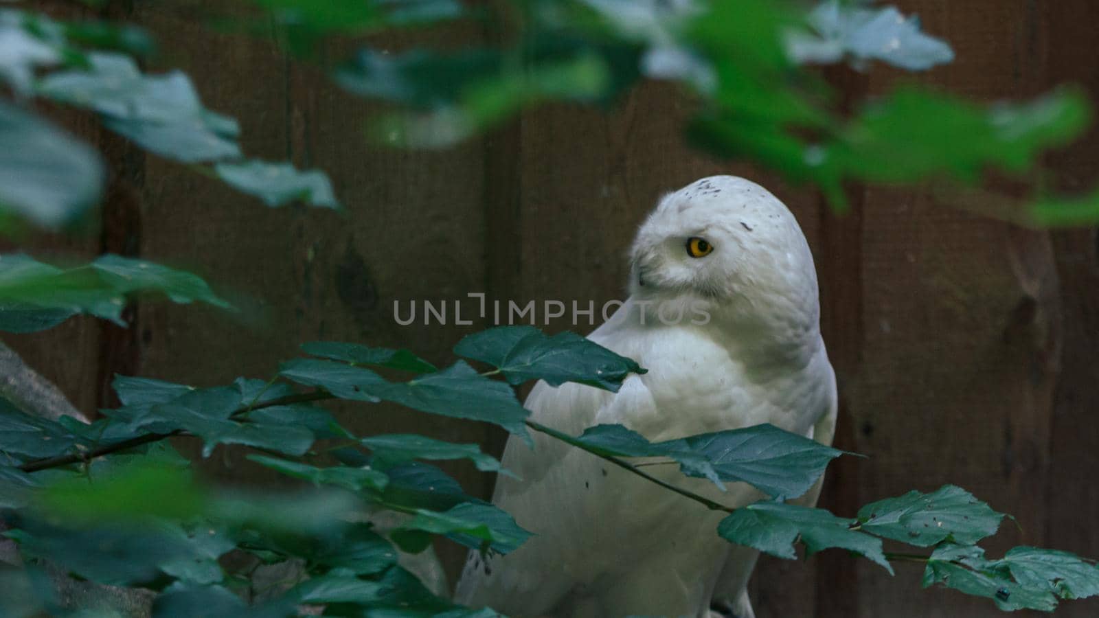 White owl fluffy bird turning head by scudrinja