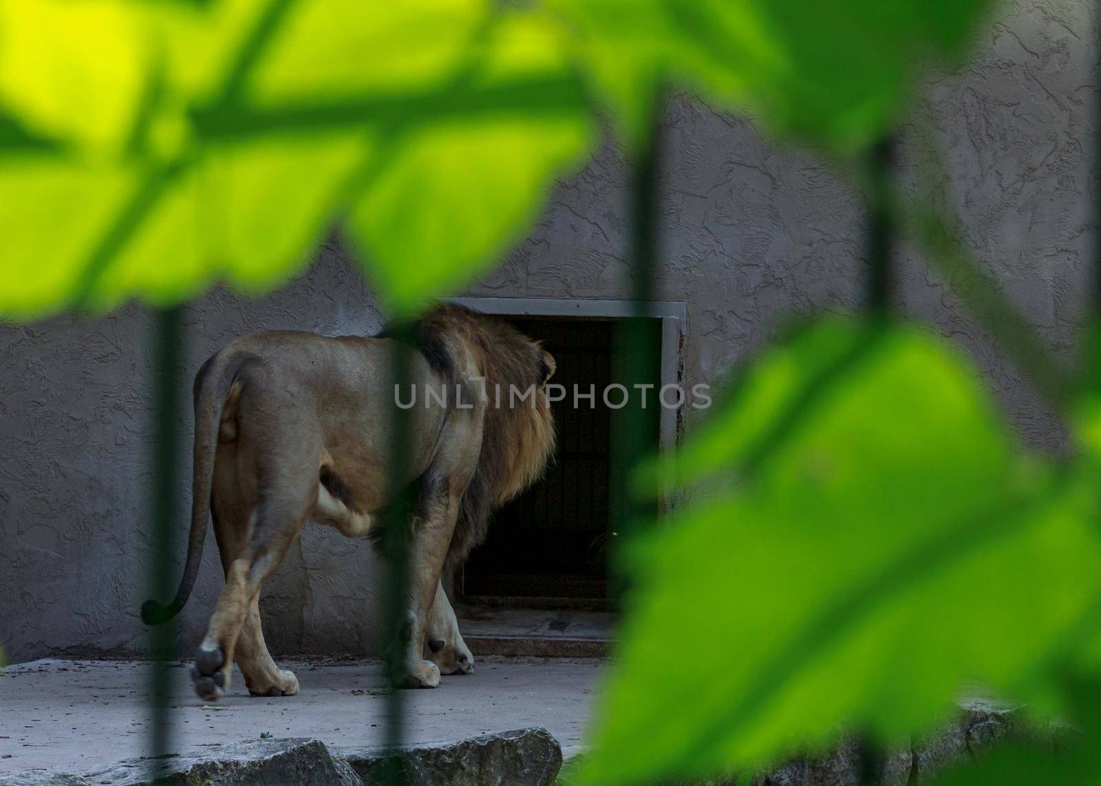 Big cat animal, African leo going inside, Riga zoo, back view