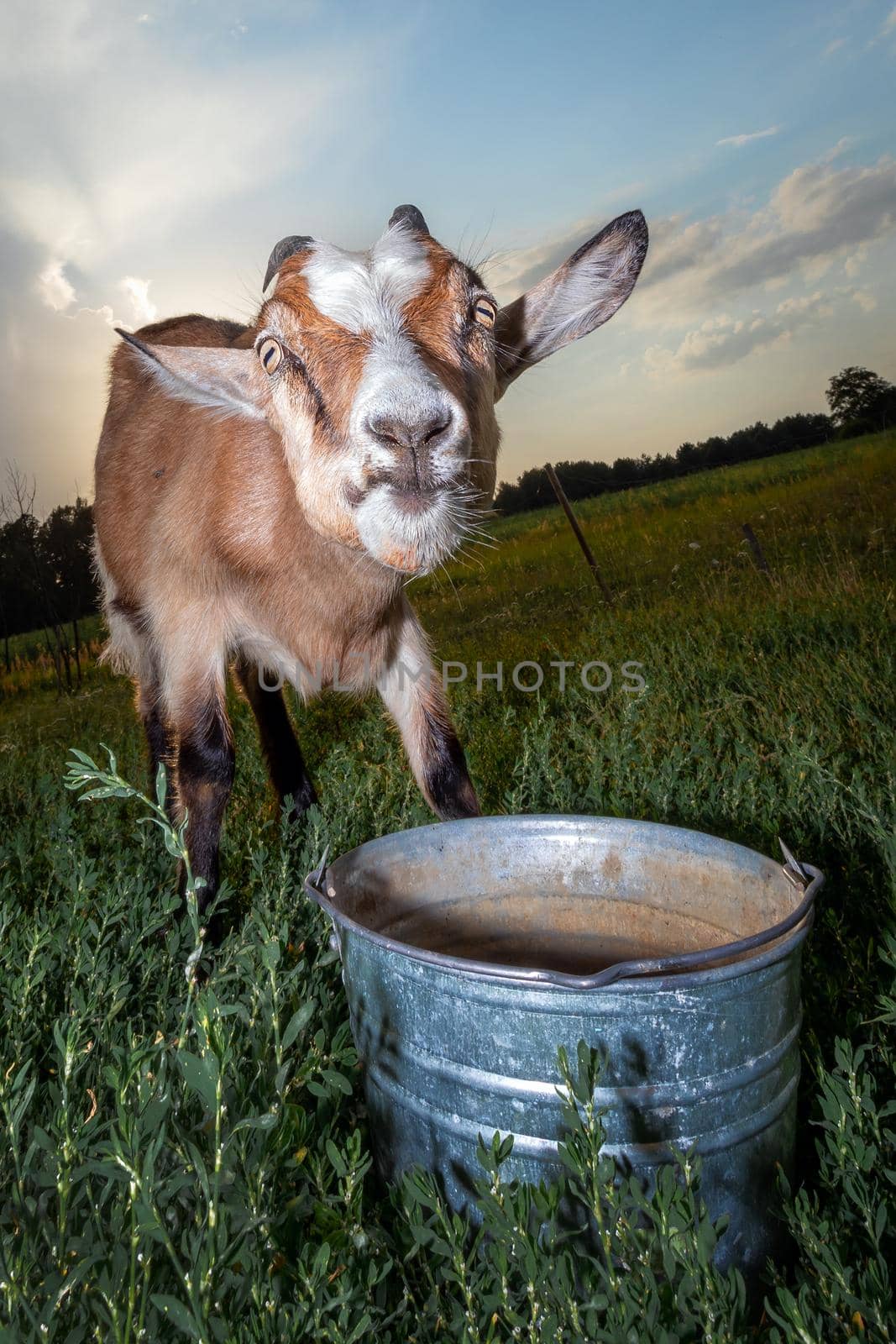 Angry goat in the evening and empty bucket