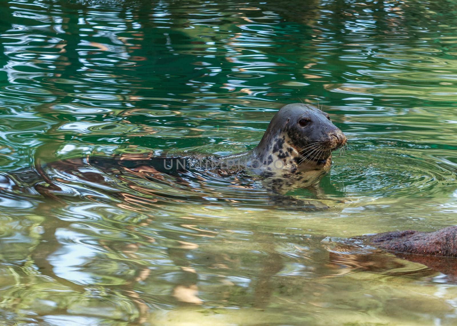 Grey seal swimming in green water pull, sea dog house in Riga zoo garden