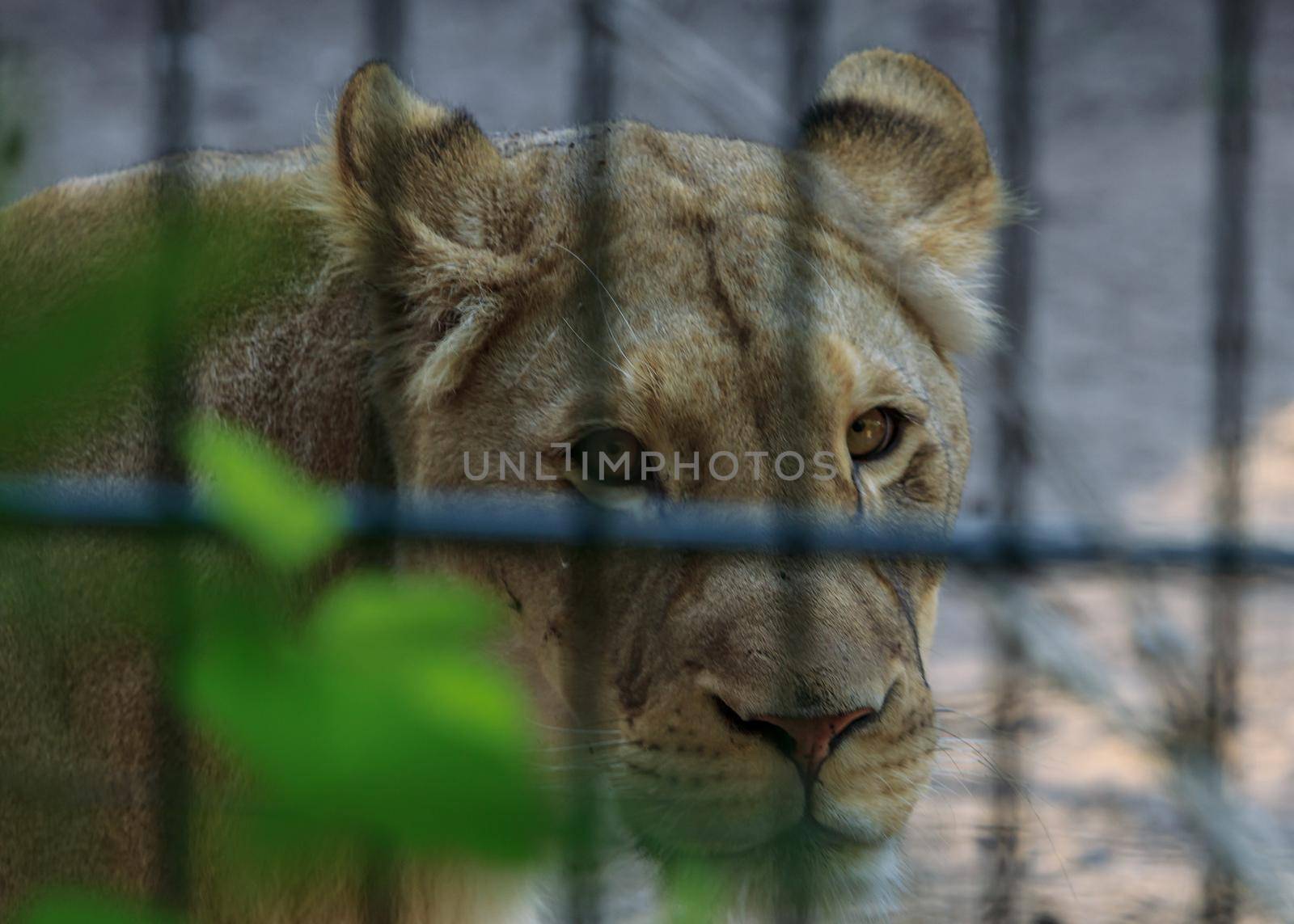 African leo eye contact with you, big cat animal in cage at Riga zoo