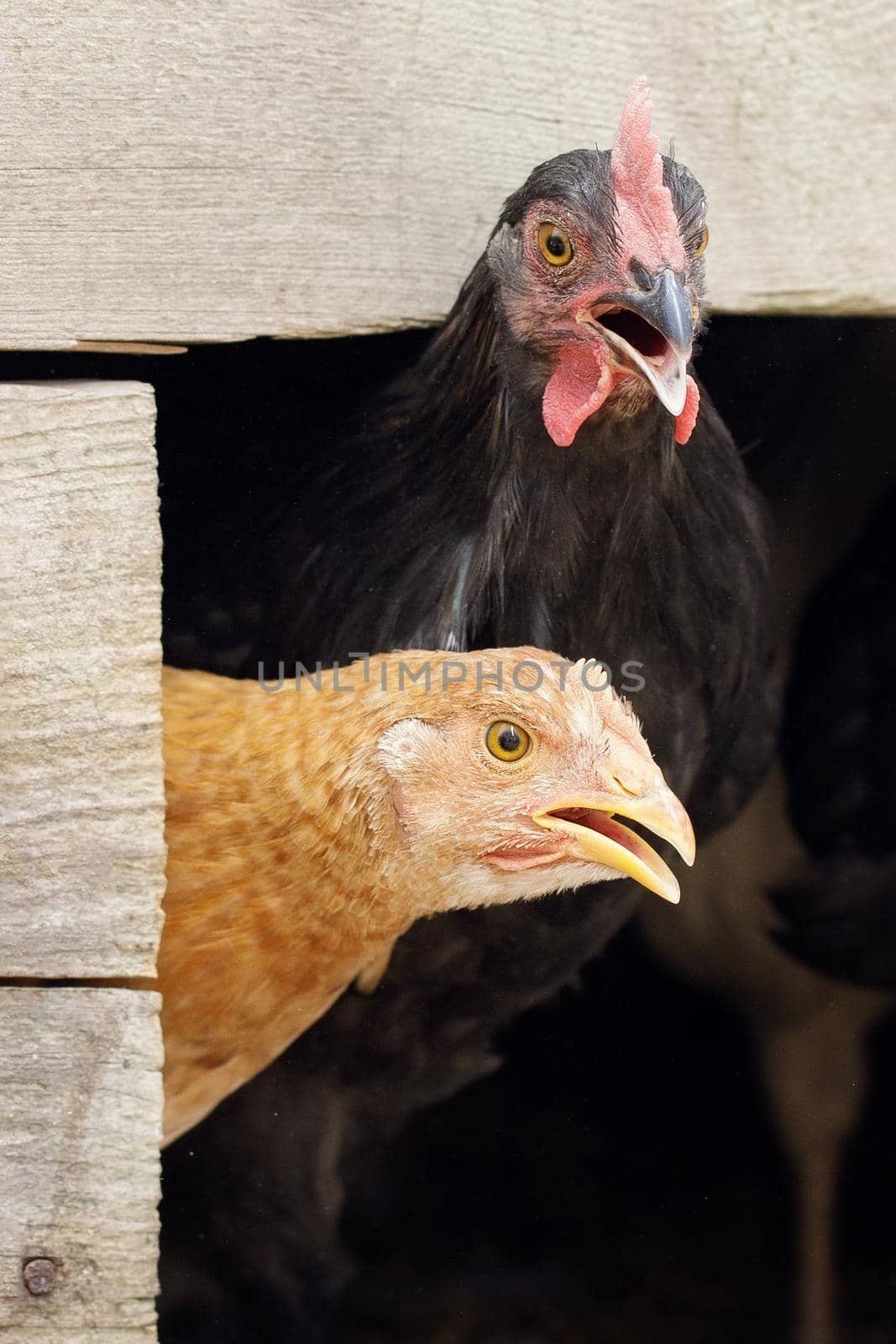 A surprised black and light brown, hens sticks its heads out of the henhouse as if to say something. Wooden board frame, can be adapted for note.