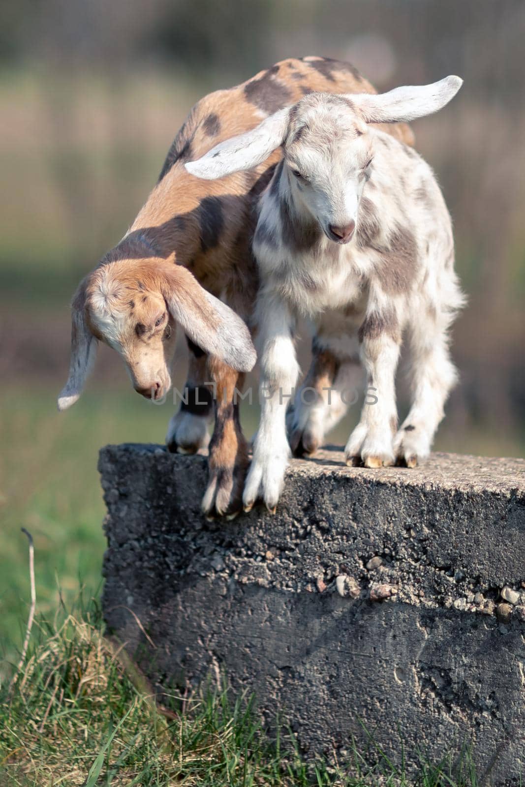 Two nice spotted goatlings playing on a concrete block.