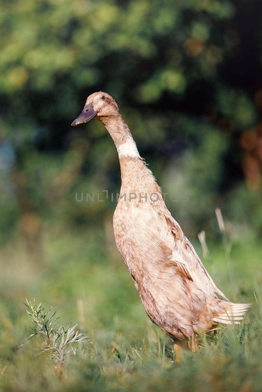Adult Indian runner duck poses in the meadow during the summer.